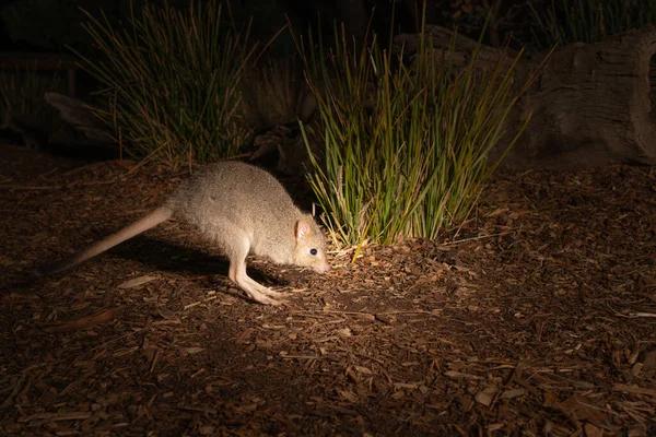 Advanced Rodent Control Solutions for Sydney