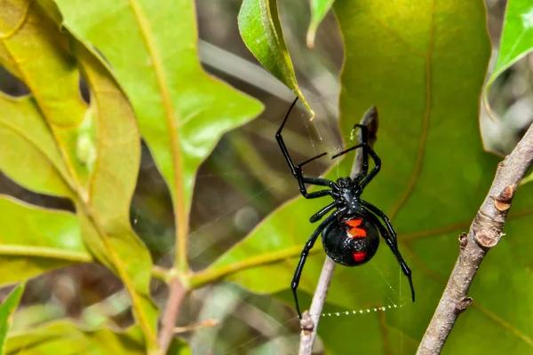 Sydney's Spider Pest Control Trends: Staying Ahead of the Game